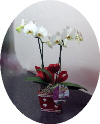 Win a special Valentine's Day Orchid Arrangement