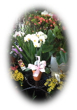 Win a Mother's Day Orchid plant from Idalia's Creations